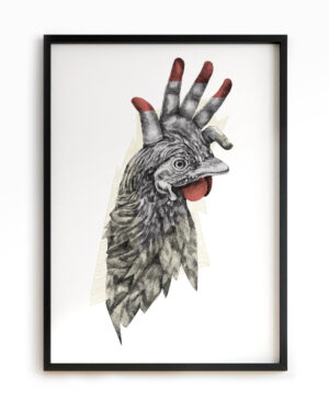 Il gallo